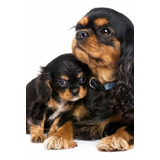 Filhotes De Cavalier King 