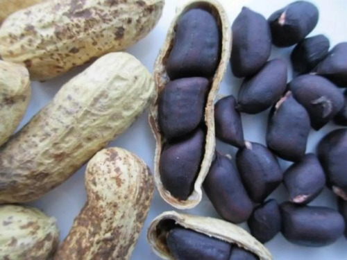 Amendoim Black Preto Crioulo Sementes Orgânica