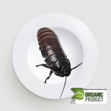 Cucaracha De Madagascar 100pzs (alimento Vivo De Calidad)