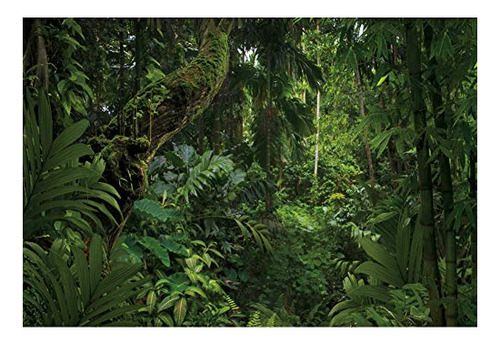 Telón De Fondo Dorcev Para Fotografía De Bosque Selvático De