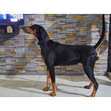 Doberman 