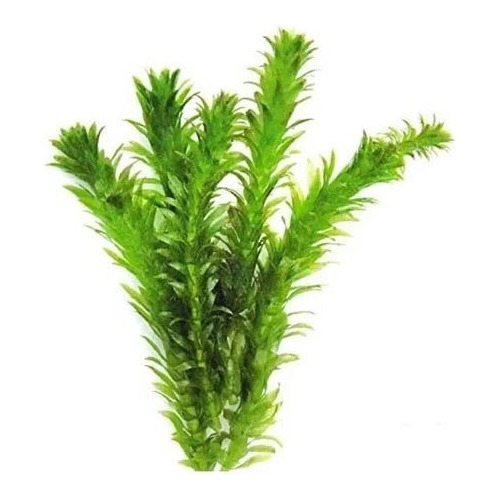 Planta Egeria Densa (elodea)  -planta Aquática- Aquário