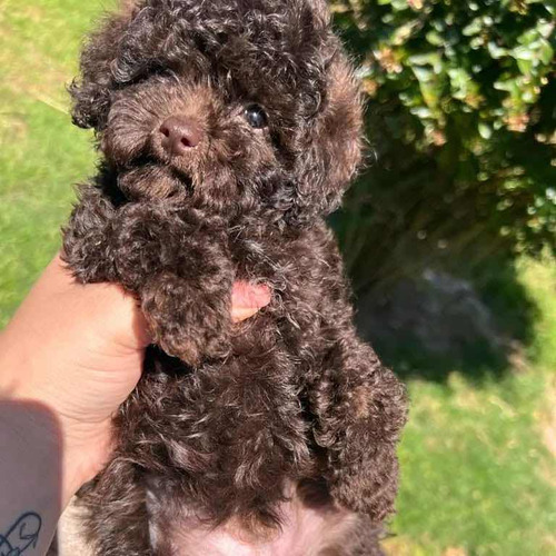 Macho Y Hembra Poodle Mini Toy Chocolate