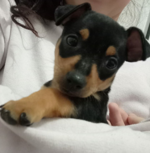 Filhotes De Pinscher Miniatura, Vacinados E Vermifugados