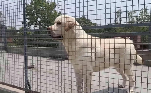 Cachorra Labrador