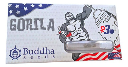 Gorila Usa 3 Semillas Buddha Seeds 
