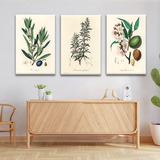 Cuadro Tríptico Decorativo Moderno 130x60cm Medical Botany