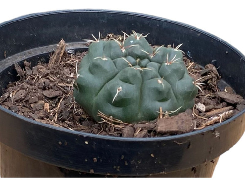 Gymnocalycium Baldianum - Cacto Giminocalicio Top De Linha  