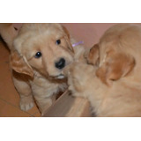 Cachorros Golden Retriber 