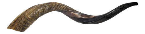 Shofar Antilope Yemenite Kosher L 62 Cm De Israel 002