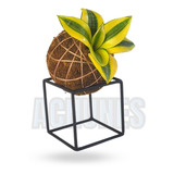 Cubinho Suporte Para Kokedama Planta Decoração Aramado Mesa