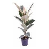 Gomero Variegado 1lts