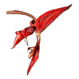 Gongora Atropurpurea