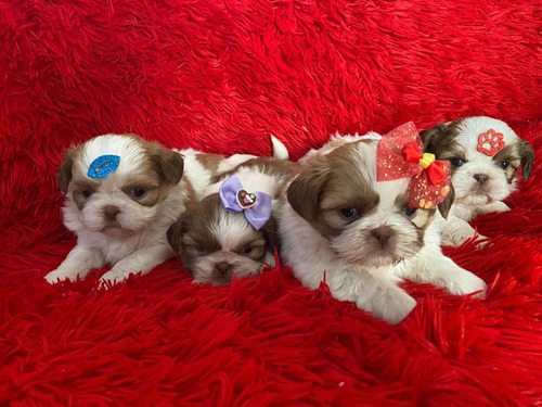 Filhote Fêmea De Shih Tzu