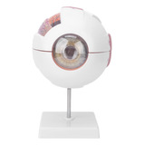 Modelo De Globo Ocular De Ojo Humano Extraíble De Aumento 6x