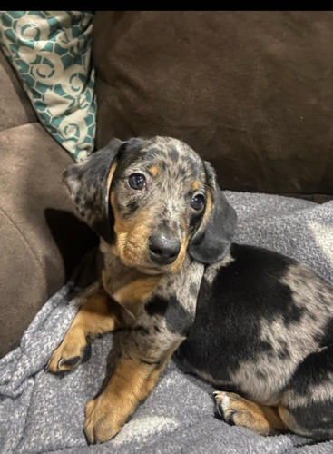 Perritos Dachshund Salchichas Arlequin