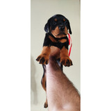 Filhotes De Rottweiler Puro 