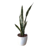 Sansevieria Trifasciata - Espada De San Jorge