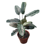 Calathea Mil Rayas - Plantas De Interior 