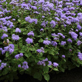 Ageratum Silvestre Azul Blanco 100 Semillas Mix Colores 