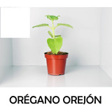 Orégano Orejón Pack De 6 Plantas