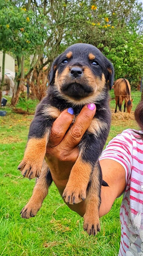 Cachorro Rottweiler Med,bog,cali Animalpetscolombia