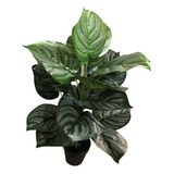 Planta Artificial Aglaonema Verde 60 Cm 18 Hojas