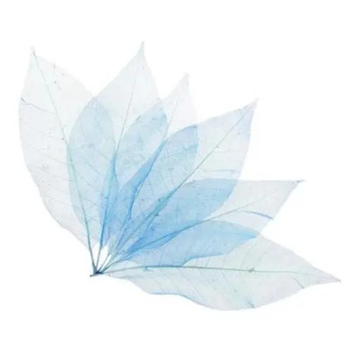3x 50 Hojas De Esqueleto Naturales Secas, Tarjetas | Envío gratis