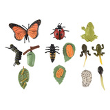 3 Juegos De Figuras De Insectos Life Cycle Of Butterfly Frog