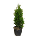 Pino Thuja Smarag Arbol De Navidad Natural Thuya X 2l. 