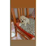 Poodle Toy Bebe Machito 