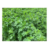 Semilla Forrajes Pastos Alfalfa 15-15 Clima Cálido 6 Lb