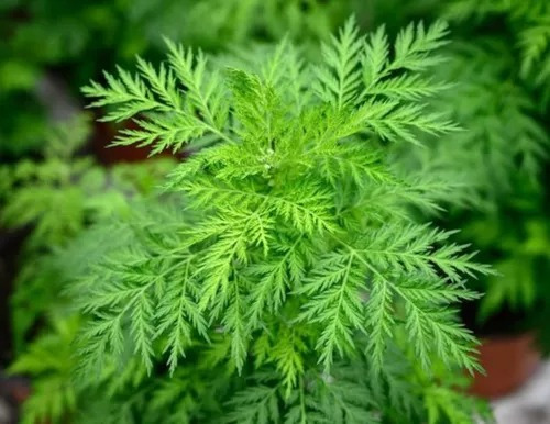 1 Planta De Artemisia Annua - Ajenjo + Regalo