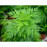 1 Planta De Artemisia Annua - Ajenjo + Regalo