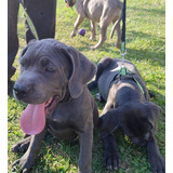 Cachorros Cane Corso Perros Mastín Italiano Perro Disponibe