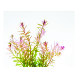 Rotala Rotundifolia