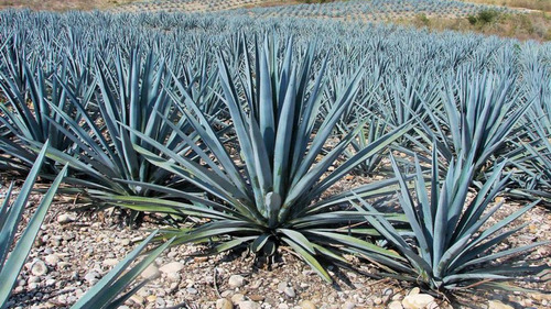 Kit Agave Azul 10 Pzas Tequilana Weber Pl Tequila 