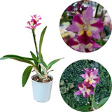 Orquidea Mini Cattleya Sogodol Linda Adulta Planta Natural