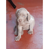 Cachorros Weimaraner 