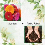 20 Semillas De Flor Gerbera + Turba De Germinación 