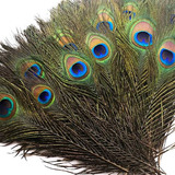 10 Plumas De Pavo Real 25 A 30cm Natural Ave Manualidades