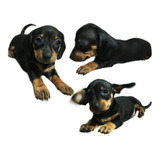 Hermosos Ejemplares Salchicha Mini Dachshund-teckkel