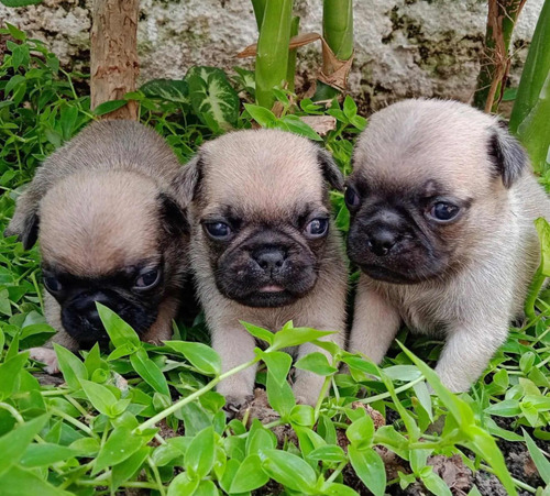 Pug Carlino Cachorros Disponibles Hembra Garantía En Pureza