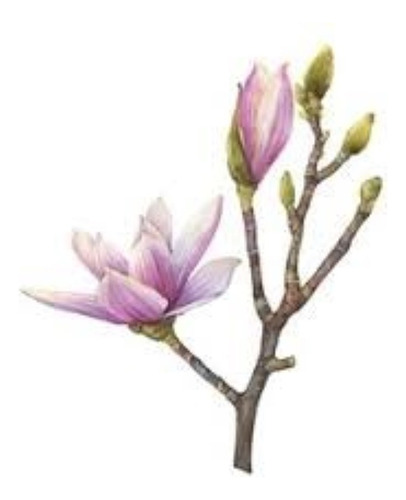 Magnolia Liliflora - Hermoso Árbol - Envío Caba Y Gba