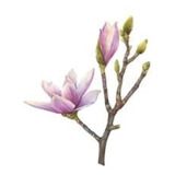 Magnolia Liliflora - Hermoso Árbol - Envío Caba Y Gba