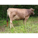 Vacas Suizas Americanas (compro)