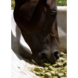 Saco Alimento Cubos De Alfalfa Para Caballos Conejos Y Otros