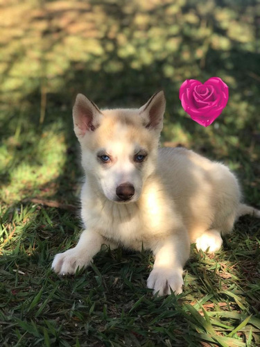 Husky Siberiano 