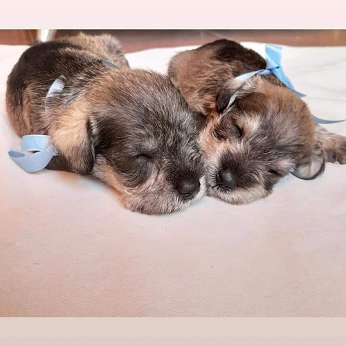 Schnauzer Minis S&p Con Fca 