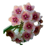 Hoya Diversifolia - Muda Flor De Cera